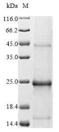 Greater than 85% as determined by SDS-PAGE.