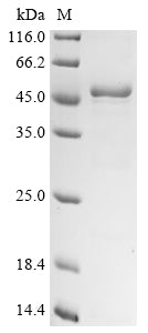 Greater than 85% as determined by SDS-PAGE.Recombinant Staphylococcus Aureus Type Vii Secretion System Accessory Factor Esaa (ESAA) Protein (His&Myc)