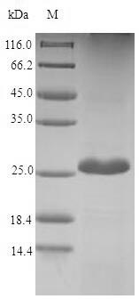 Greater than 90% as determined by SDS-PAGE.