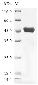 Greater than 90% as determined by SDS-PAGE.Recombinant Vesicular Stomatitis Indiana Virus Glycoprotein G (G) Protein (His)