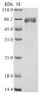 Greater than 90% as determined by SDS-PAGE.Recombinant Oryza Sativa Subsp. Japonica Ribulose Bisphosphate Carboxylase Large Chain (RBCL) Protein (His&Myc)