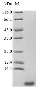 Greater than 90% as determined by SDS-PAGE.