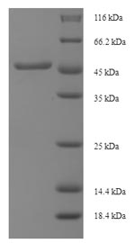 Greater than 90% as determined by SDS-PAGE.Recombinant Mycobacterium Tuberculosis Diacylglycerol Acyltransferase/Mycolyltransferase Ag85B (FBPB) Protein (His-SUMO)