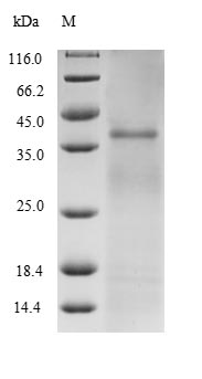 Greater than 85% as determined by SDS-PAGE.Recombinant Mycobacterium Tuberculosis Diacylglycerol Acyltransferase/Mycolyltransferase Ag85B (FBPB) Protein (His)
