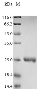 Greater than 90% as determined by SDS-PAGE.