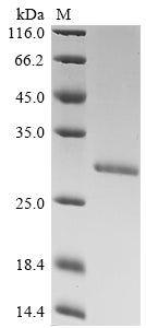 Greater than 90% as determined by SDS-PAGE.Recombinant Hepatitis B Virus Genotype C Subtype Ayw Capsid Protein (C) Protein (His)
