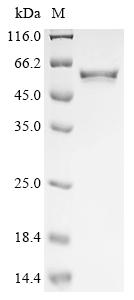 Greater than 90% as determined by SDS-PAGE.