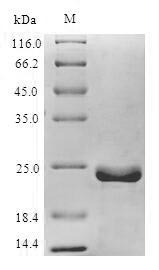 Greater than 90% as determined by SDS-PAGE.Recombinant Epstein-Barr Virus Apoptosis Regulator Bhrf1 (BHRF1) Protein (His)