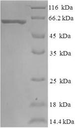 Greater than 90% as determined by SDS-PAGE.