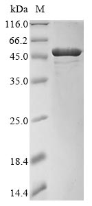Greater than 85% as determined by SDS-PAGE.Recombinant Clostridium Perfringens Phospholipase C (PLC) Protein (His)