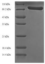 Greater than 90% as determined by SDS-PAGE.Recombinant Streptococcus Pneumoniae Serotype 4 Pneumolysin (PLY) Protein (His-SUMO)