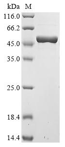 Greater than 90% as determined by SDS-PAGE.Recombinant Streptococcus Pneumoniae Serotype 4 Pneumolysin (PLY)