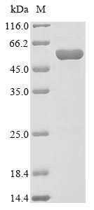 Greater than 85% as determined by SDS-PAGE.Recombinant Streptococcus Pneumoniae Serotype 4 Pneumolysin (PLY) Protein (His-Avi)