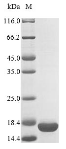 Greater than 90% as determined by SDS-PAGE.