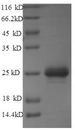 Greater than 90% as determined by SDS-PAGE.Recombinant Pasteurella Haemolytica Leukotoxin (LKTA) Protein (GST)