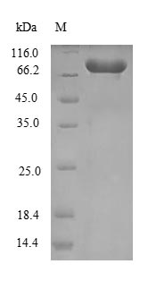Greater than 90% as determined by SDS-PAGE.Recombinant Chlamydia Trachomatis Chaperonin Groel (GROL) Protein (His-SUMO)