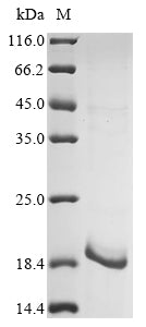 Greater than 85% as determined by SDS-PAGE.Recombinant Human Immunodeficiency Virus Type 1 Group M Subtype K Protein Vpr (VPR) Protein (His&Myc)