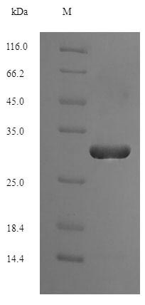 Greater than 90% as determined by SDS-PAGE.