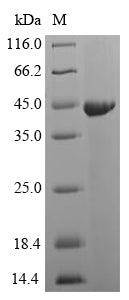 Greater than 90% as determined by SDS-PAGE.Recombinant Streptococcus Pyogenes Streptopain (SPEB) Protein (His-SUMO)