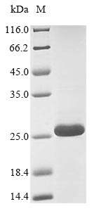 Greater than 85% as determined by SDS-PAGE.