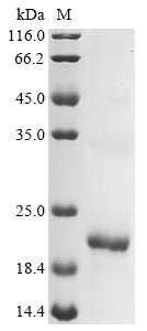 Greater than 85% as determined by SDS-PAGE.