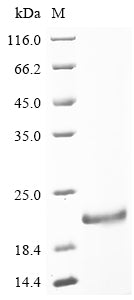 Greater than 90% as determined by SDS-PAGE.