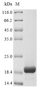 Greater than 90% as determined by SDS-PAGE.