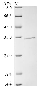 Greater than 85% as determined by SDS-PAGE.