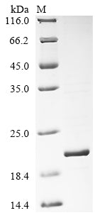 Greater than 90% as determined by SDS-PAGE.