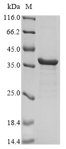 Greater than 85% as determined by SDS-PAGE.Recombinant Bacillus Thuringiensis Subsp. Kurstaki N-Acyl Homoserine Lactonase Aiia (AIIA) Protein (His&Myc)