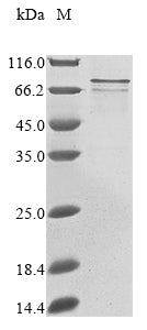 Greater than 85% as determined by SDS-PAGE.