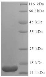 Greater than 90% as determined by SDS-PAGE.
