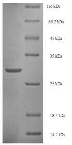 Greater than 90% as determined by SDS-PAGE.Recombinant Salmonella Typhimurium Invasion Protein Iagb (IAGB) Protein (His-SUMO)