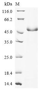 Greater than 90% as determined by SDS-PAGE.