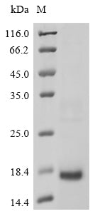 Greater than 90% as determined by SDS-PAGE.