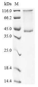 Greater than 90% as determined by SDS-PAGE.