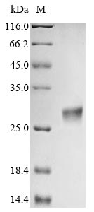 Greater than 85% as determined by SDS-PAGE.Recombinant Aspergillus Clavatus Ribonuclease Clavin (CLA) Protein (His&Myc)