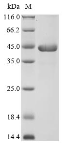 Greater than 90% as determined by SDS-PAGE.