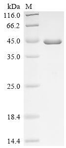 Greater than 90% as determined by SDS-PAGE.