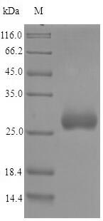 Greater than 90% as determined by SDS-PAGE.