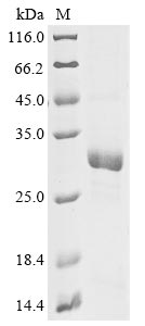 Greater than 85% as determined by SDS-PAGE.