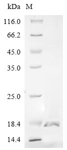 Greater than 90% as determined by SDS-PAGE.Recombinant Conus Striatus Con-Ikot-Ikot (CII) Protein (His)