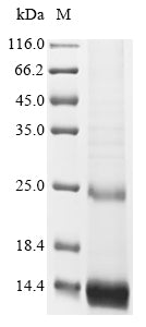 Greater than 85% as determined by SDS-PAGE.