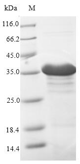 Greater than 85% as determined by SDS-PAGE.