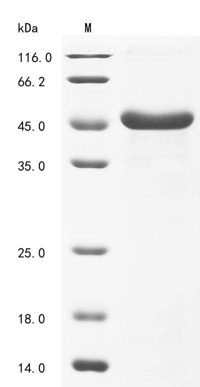 Greater than 85% as determined by SDS-PAGE.Recombinant Candida Albicans Candidapepsin-1 (SAP1) Protein (His&Myc)