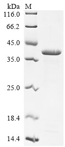 Greater than 90% as determined by SDS-PAGE.Recombinant Candida Albicans Candidapepsin-1 (SAP1)