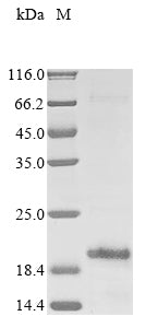 Greater than 85% as determined by SDS-PAGE.Recombinant Dermatophagoides Pteronyssinus Major Mite Allergen Der P 23 Protein (His&Myc)