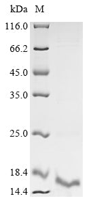 Greater than 90% as determined by SDS-PAGE.Recombinant Dermatophagoides Pteronyssinus Major Mite Allergen Der P 23 Protein (His)