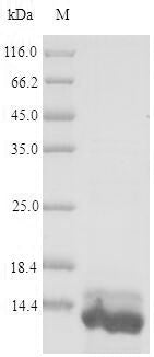 Greater than 85% as determined by SDS-PAGE.