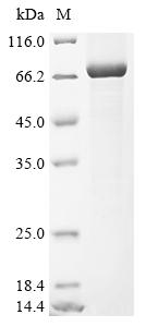 Greater than 85% as determined by SDS-PAGE.Recombinant Human Serine Protease 56 (PRSS56) Protein (His&Myc)
